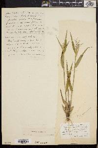 Dichanthelium villosissimum image