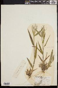 Dichanthelium villosissimum image