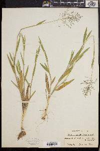 Dichanthelium villosissimum image
