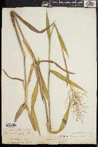 Dichanthelium scoparium image