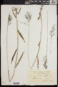 Dichanthelium dichotomum subsp. mattamuskeetense image