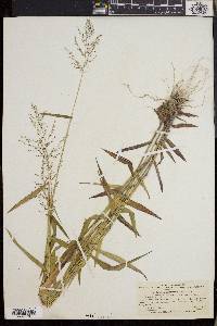 Dichanthelium dichotomum subsp. mattamuskeetense image