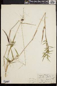 Dichanthelium dichotomum subsp. mattamuskeetense image