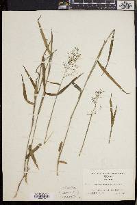 Dichanthelium dichotomum subsp. mattamuskeetense image
