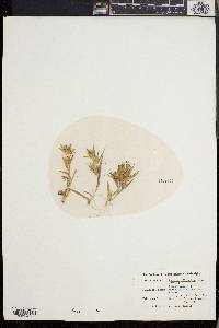 Dichanthelium meridionale image