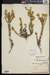 Phylica excelsa image