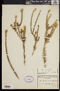 Phylica excelsa image