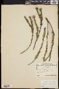 Phylica comosa image