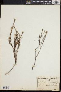 Phylica diosmoides image