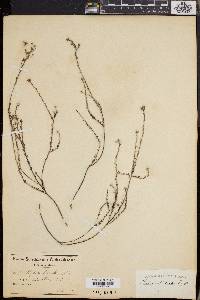 Phylica disticha image