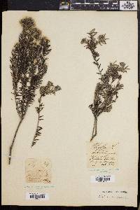 Phylica imberbis image