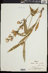 Penstemon calycosus image
