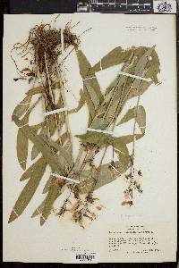 Penstemon calycosus image