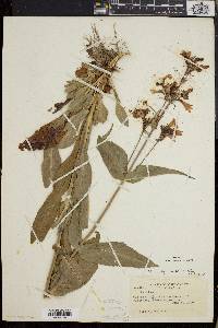 Penstemon calycosus image