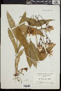 Penstemon calycosus image