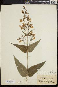 Penstemon calycosus image