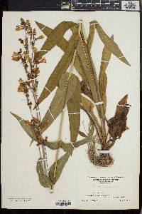 Penstemon calycosus image