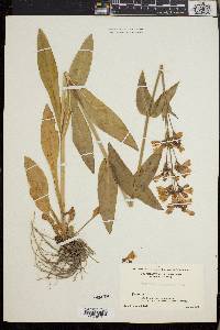 Penstemon calycosus image