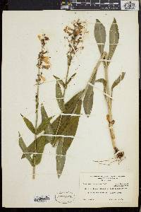 Penstemon calycosus image