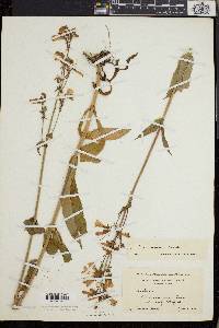 Penstemon calycosus image