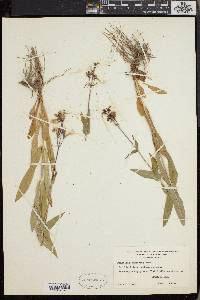 Penstemon calycosus image