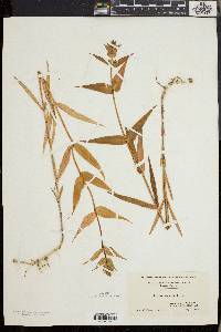 Phlox maculata image