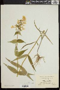 Phlox maculata image