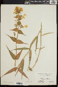 Phlox maculata image