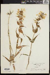 Phlox maculata image