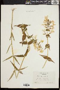 Phlox maculata image