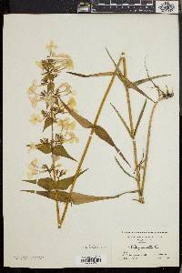 Phlox maculata image