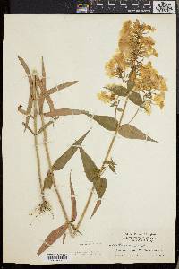 Phlox maculata image