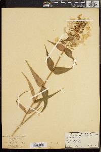 Phlox maculata image