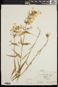 Phlox maculata image