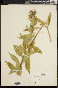 Phlox maculata image