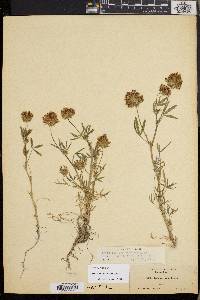 Trifolium obtusiflorum image