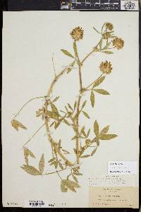 Trifolium obtusiflorum image