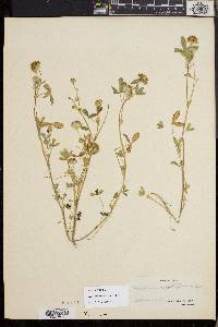 Trifolium cyathiferum image