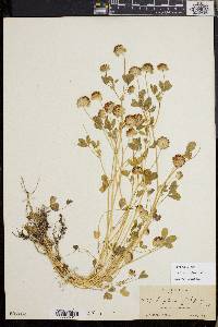 Trifolium cyathiferum image