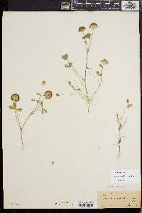 Trifolium cyathiferum image