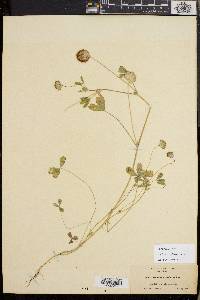 Trifolium cyathiferum image