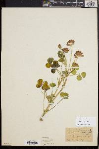 Trifolium fucatum image