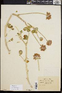 Trifolium fucatum image