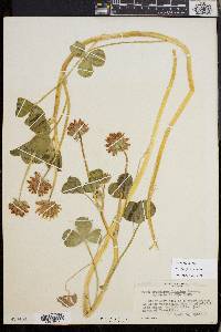 Trifolium fucatum image