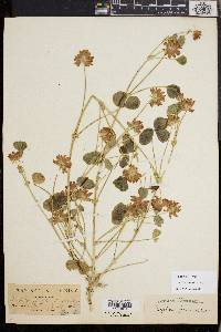 Trifolium fucatum image