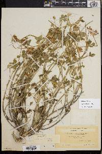 Trifolium fucatum image