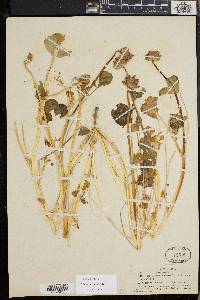 Trifolium fucatum image
