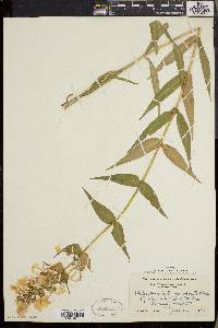 Phlox maculata image