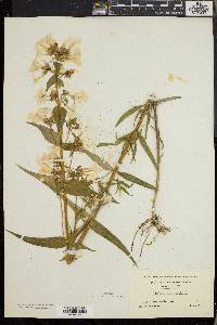 Phlox maculata image