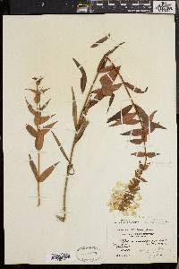 Phlox maculata image